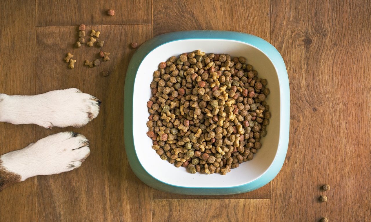 dog food, dog bowl, dog kibble